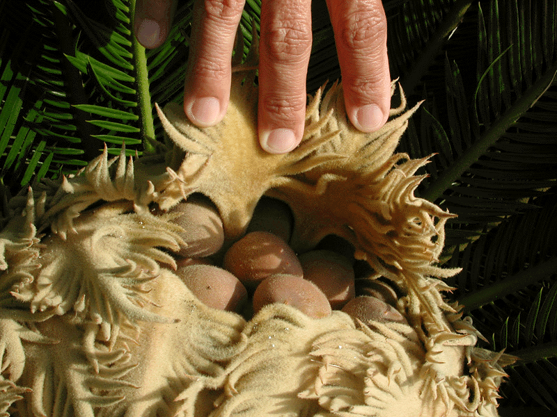 How To Grow Palms From Seed at John Maurer blog