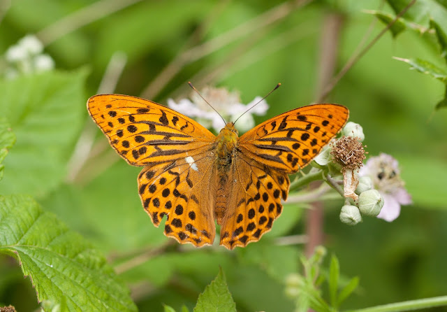 Silver-washed Fritillary - Fermyn Woods, Northamptonshire