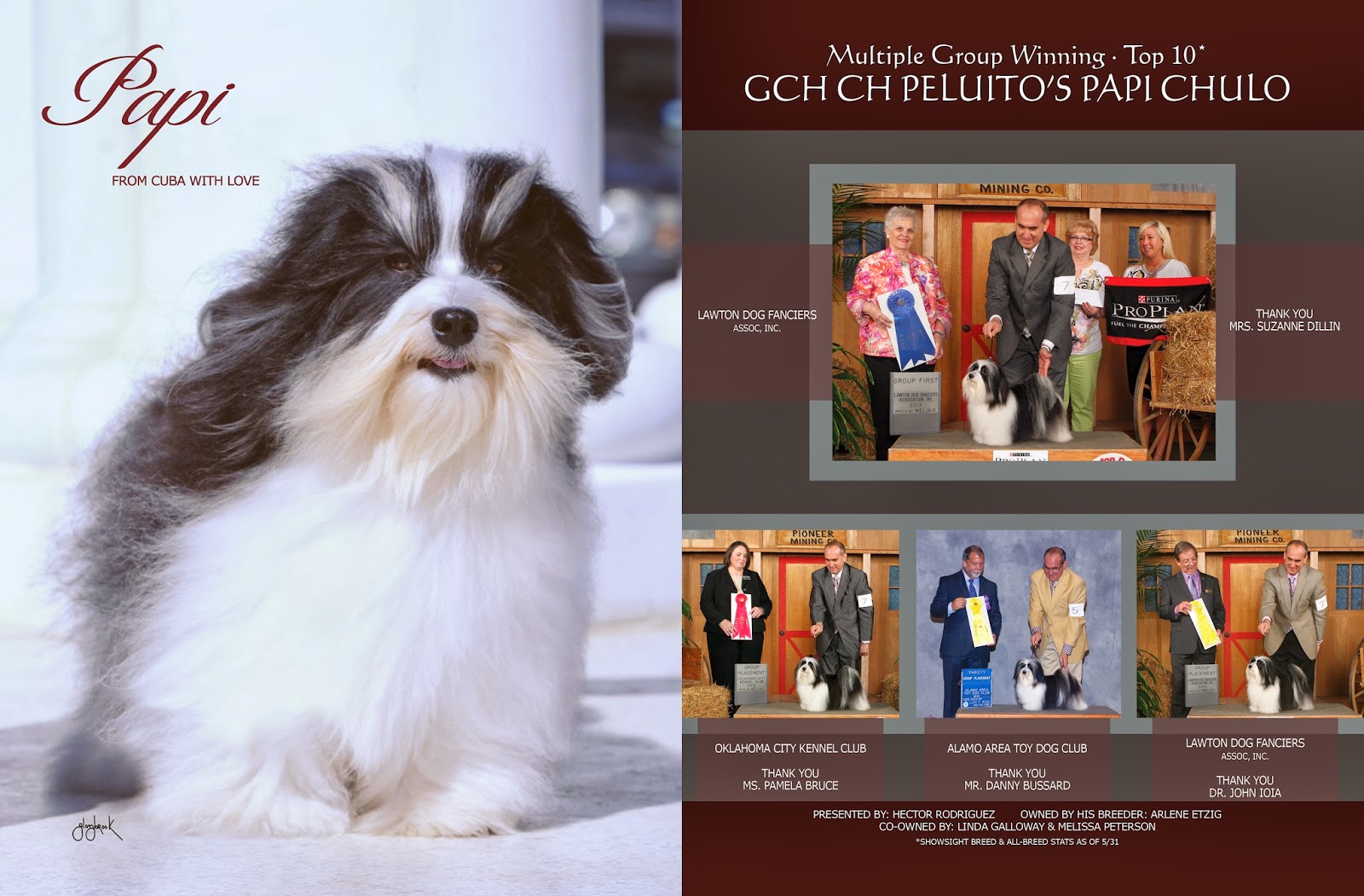 peluito havanese peluito havanese papi s ad featured in the august issue peluito havanese peluito havanese papi s ad featured in the august issue
