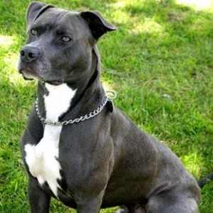 Where Can I Get My Dogs Ears Cropped In Ireland Where Can I Get My Dogs Ears Cropped In Ireland