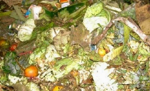 Cara Membuat MOL dari Limbah Sayuran Cara Membuat MOL dari Limbah Sayuran