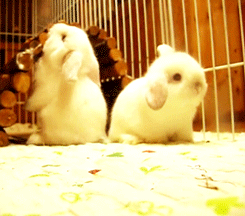 Funny animal gifs - part 83 (10 gifs), bunny flips over