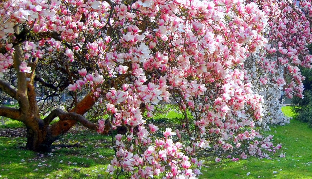best flower in the
