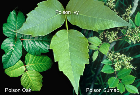 poison sumac rash images. poison oak rash vs poison ivy. poison sumac rash images.