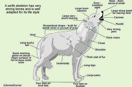 veterinary online: Wolf, all about wolves 2014