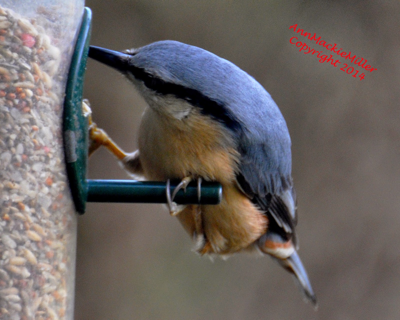 nuthatch on garden feeder nuthatch on garden feeder