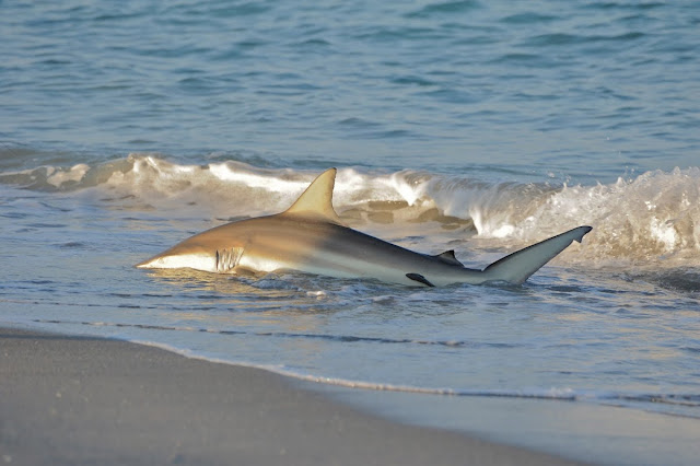 Spinner shark