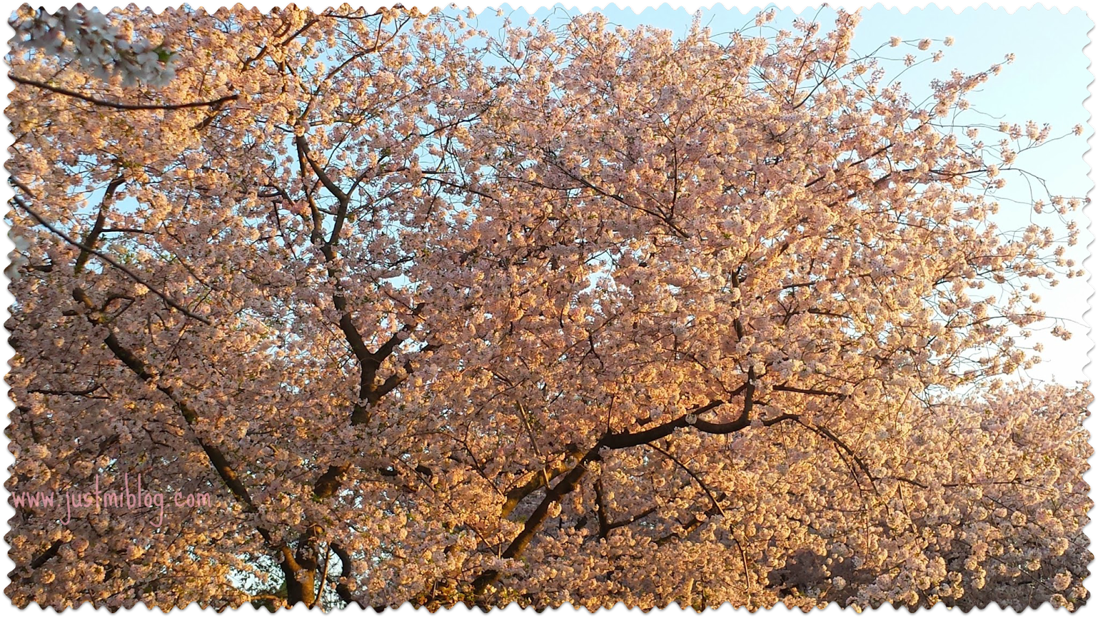 National Cherry Blossom Festival Just Mi!