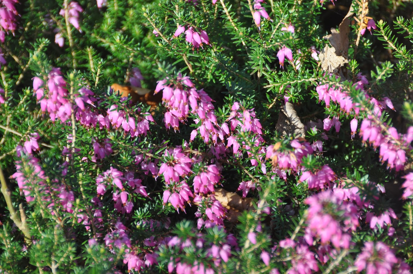 Plants Blog Calluna vulgaris; �Heather�