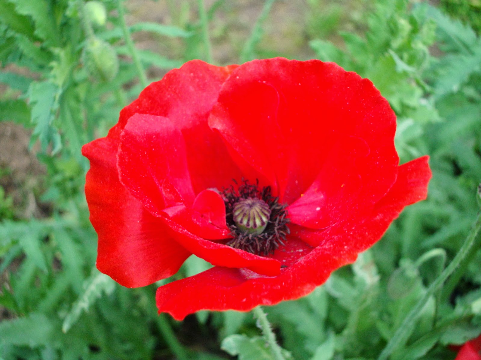 Flower Homes Flowers of United Kingdom Counties