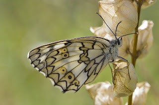 Para ampliar Melanargia russiae (Medioluto montañera) hacer clic