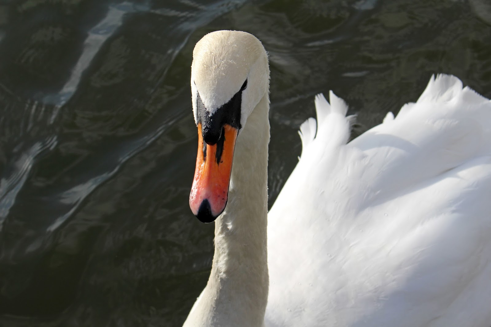 sconzani British birds A swan with two necks?