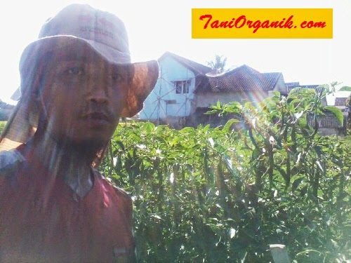 Gambar 2. Bapak Agus tengah berpose dengan tanaman cabainya yang berbuah lebat Gambar 2. Bapak Agus tengah berpose dengan tanaman cabainya yang berbuah lebat
