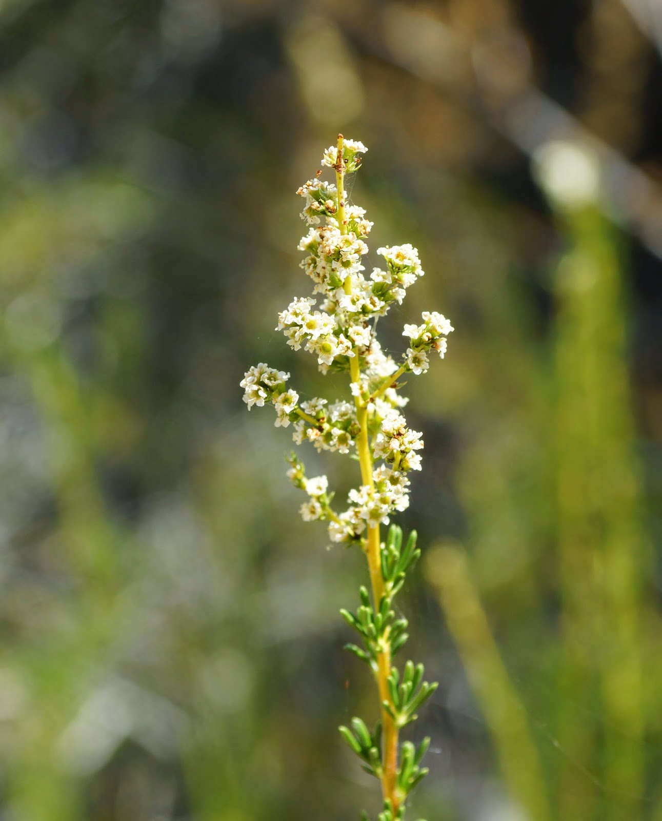 Mamma Quail Hiking California October 2014