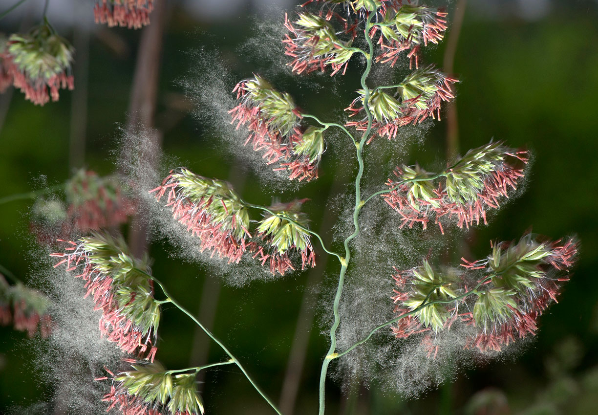 Robin Loznak Photography Pollen bomb