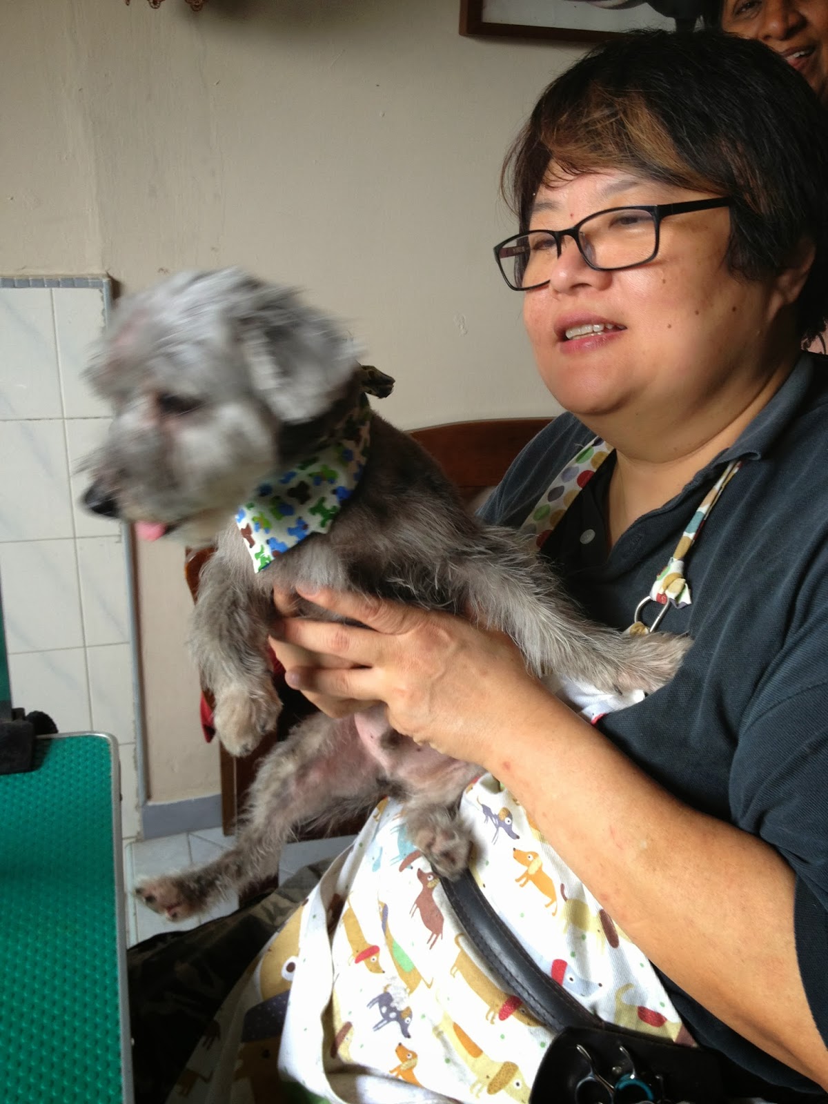 Mobile Pet Grooming at your home Perfect for senior pets or special