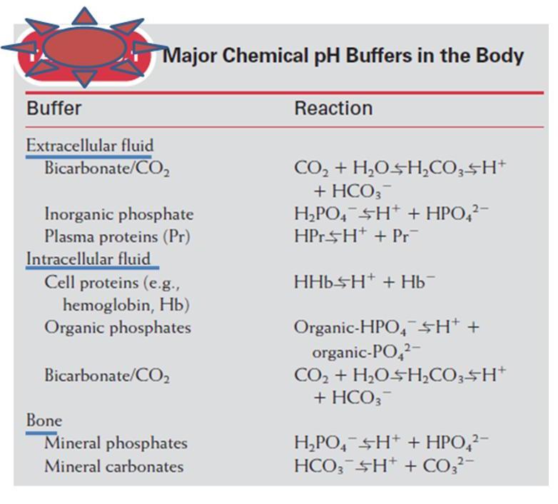 Poorveez ParadyzMedimuseion major buffer systems in the body