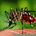 Kenali Gejala-Gejala Virus Zika