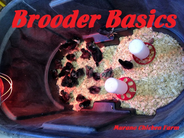 Murano Chicken Farm: Brooder Basics