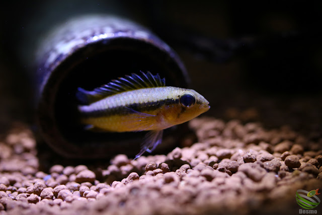 Apistogramma iniridae