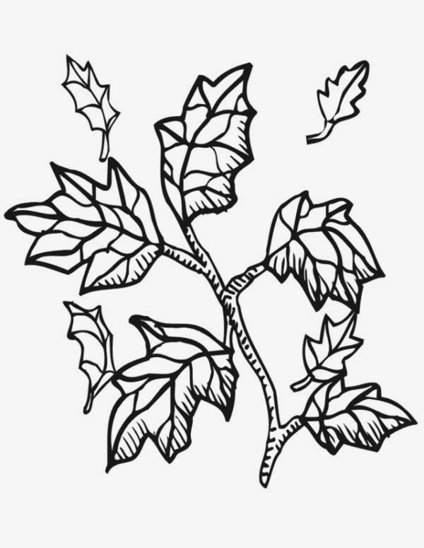 Autumn Leaves Coloring Pictures Images