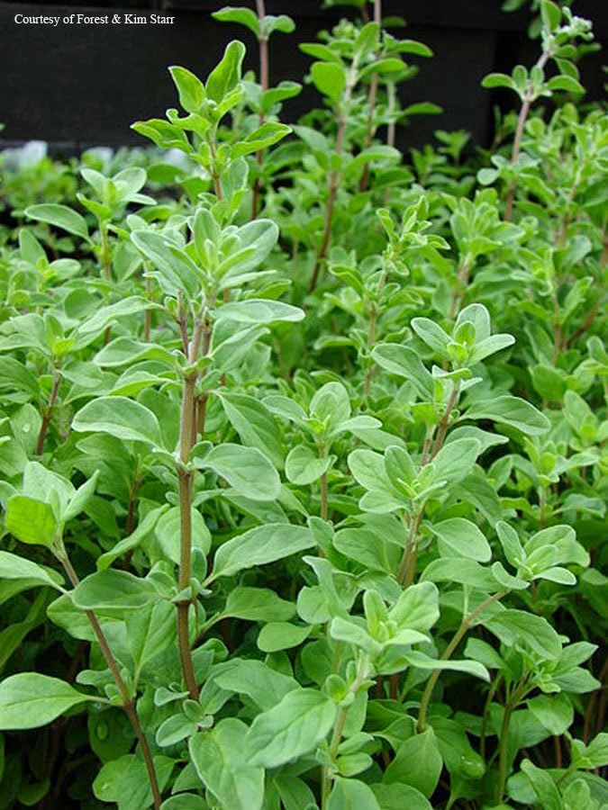 Marjoram Tea Benefits Healthy Tea 101