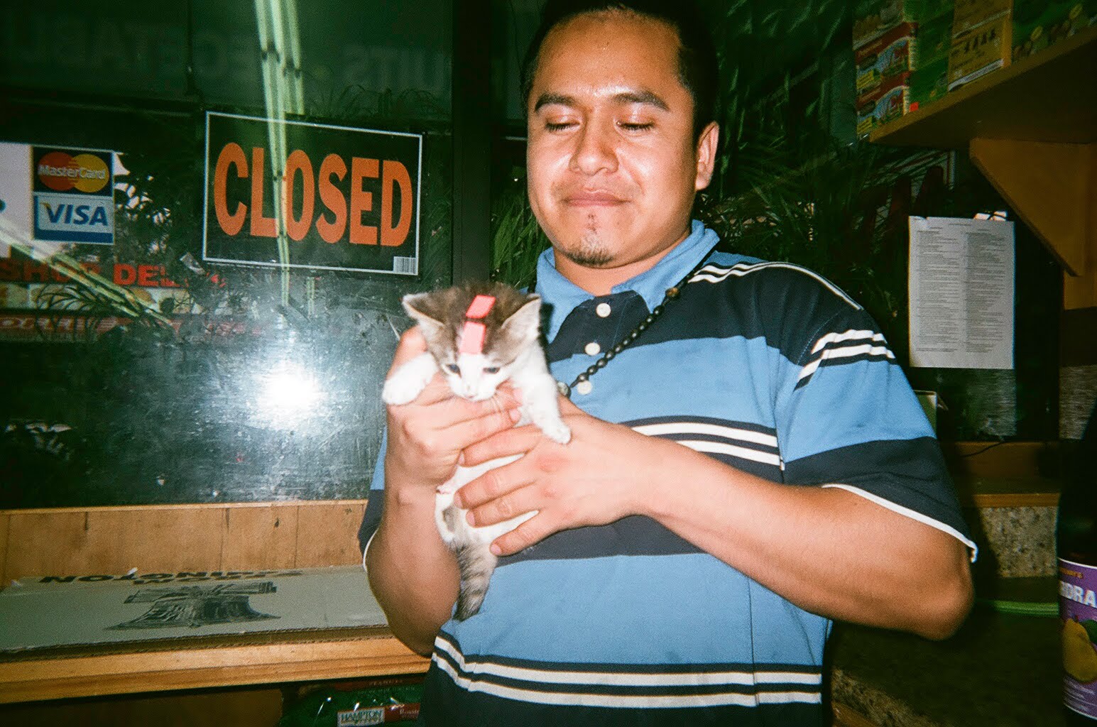 bodega cats