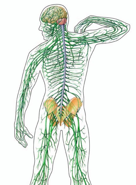 Human Body Systems: Nervous System