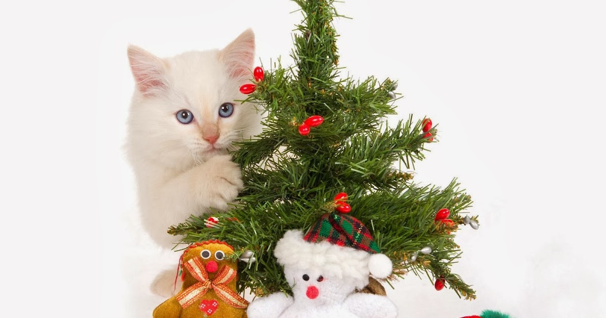 cat christmas gift wallpapers beautiful desktop cat christmas gift wallpapers beautiful desktop