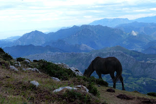 Asturcón en La Sierra del Sueve - Asturias Asturcón en La Sierra del Sueve - Asturias