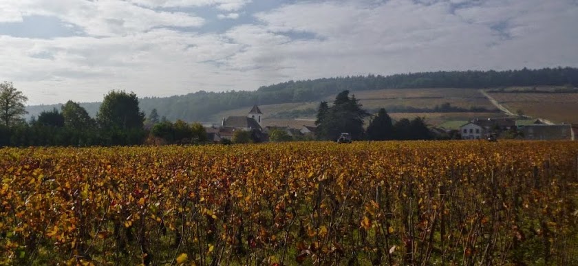 Amatrice du Vin