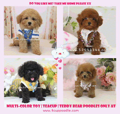 Toy poodles teacup pooldes teddy bear poodles www.tcuppoodle.com