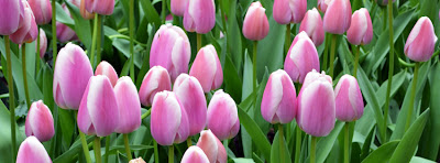 Tulips, Facebook Cover Photo