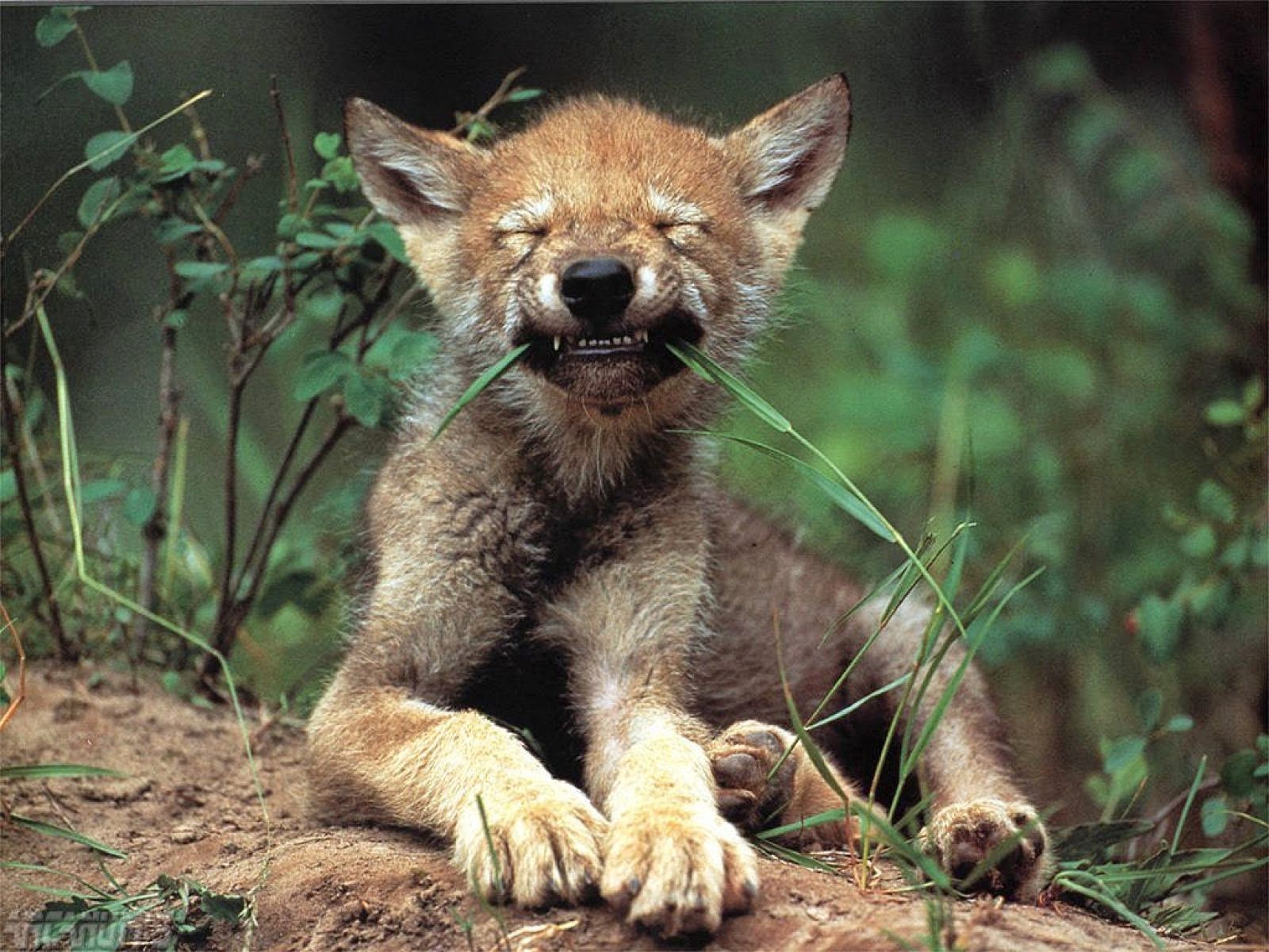 Wolf Pictures Funny