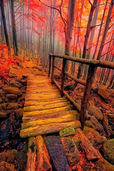 Forest Bridge Wallpaper HD For Android Forest Bridge Wallpaper HD For Android