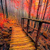 Forest Bridge Wallpaper HD For Android thumbnail