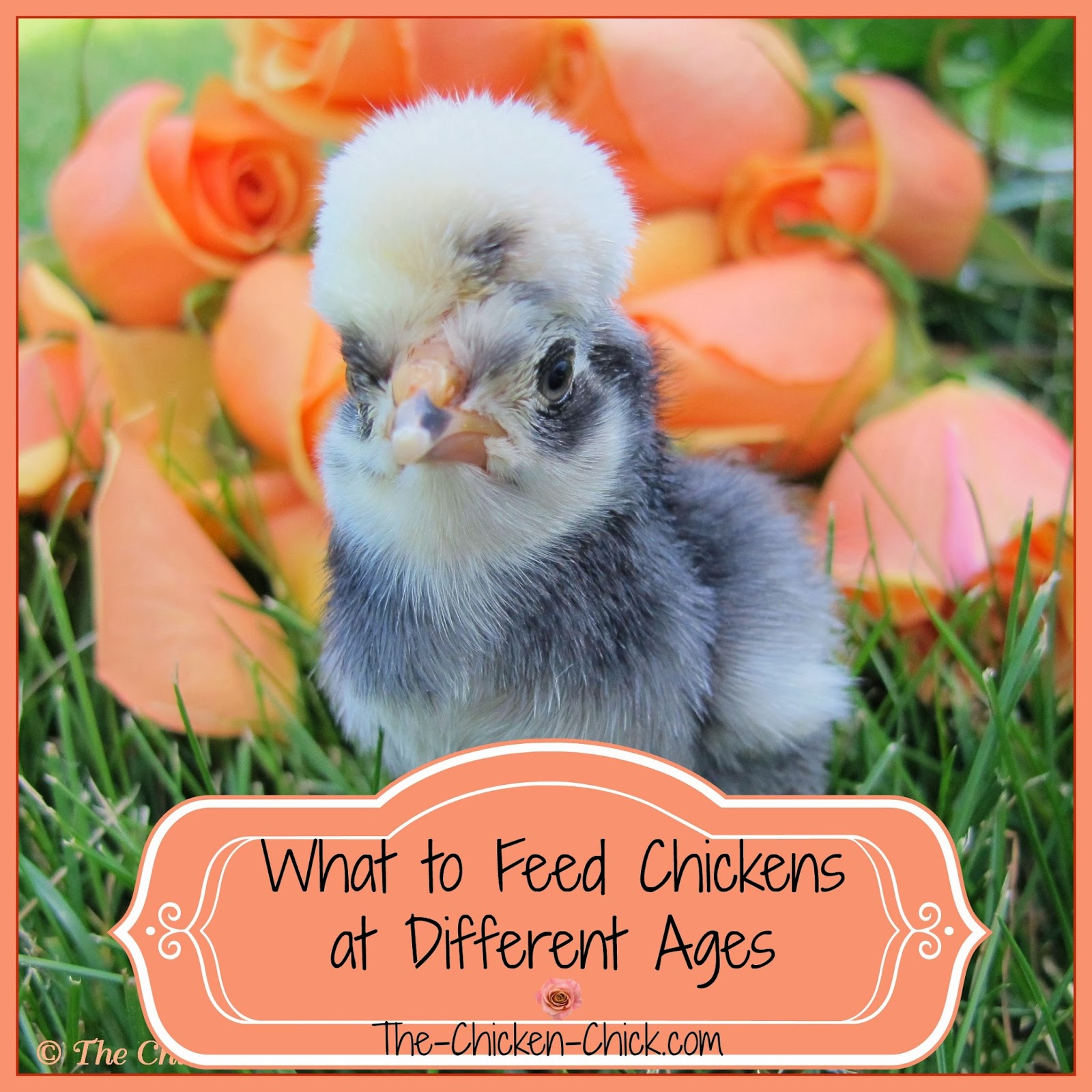 Feeding Chickens at Different Ages The Chicken Chick®