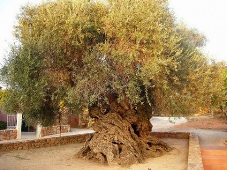 Elia Bouybon, Pohon Zaitun dari Vouves Elia Bouybon, Pohon Zaitun dari Vouves