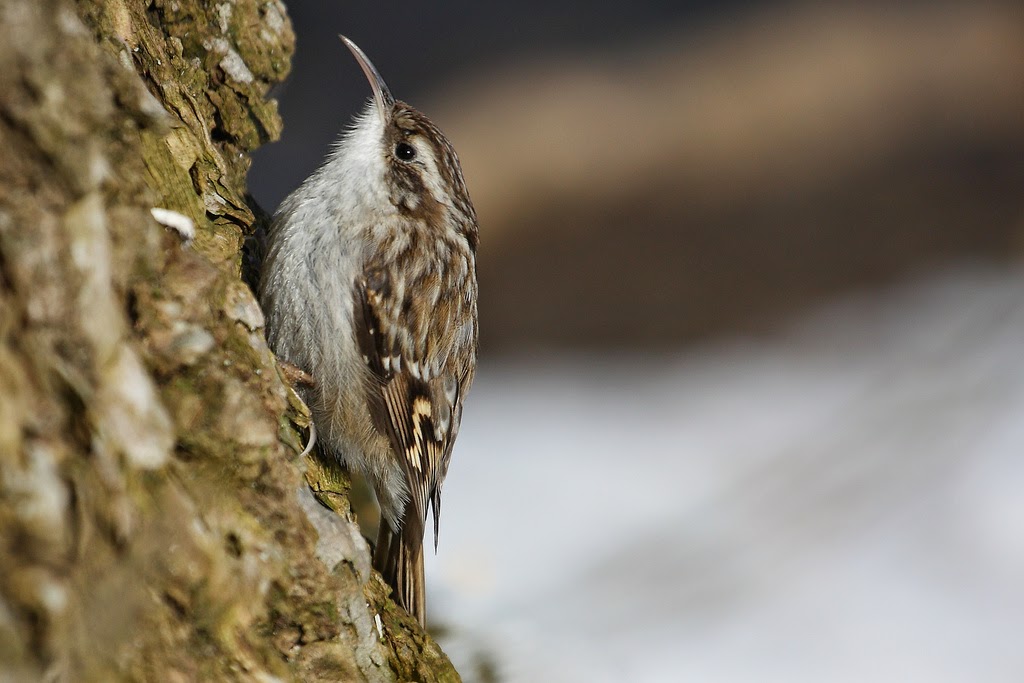 Species of UK Week 60 Treecreeper ('Certhia familiaris')