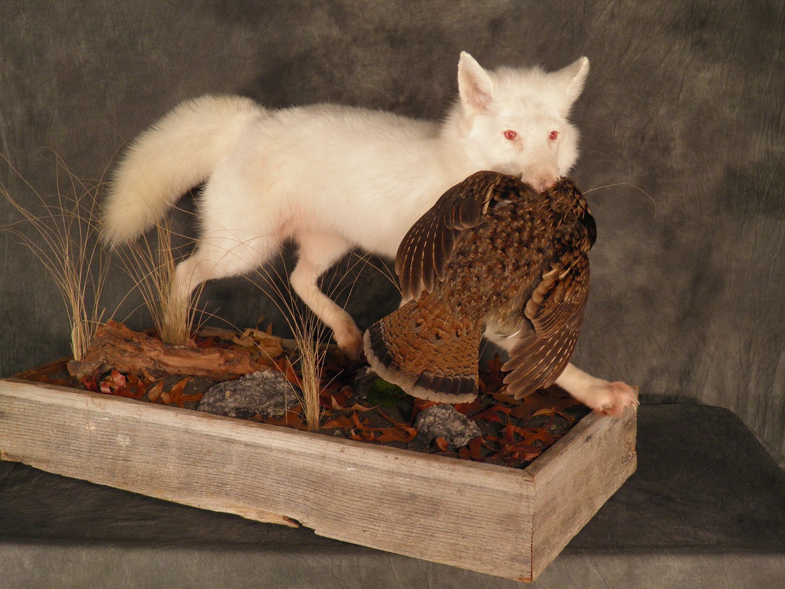 Fox альбинос