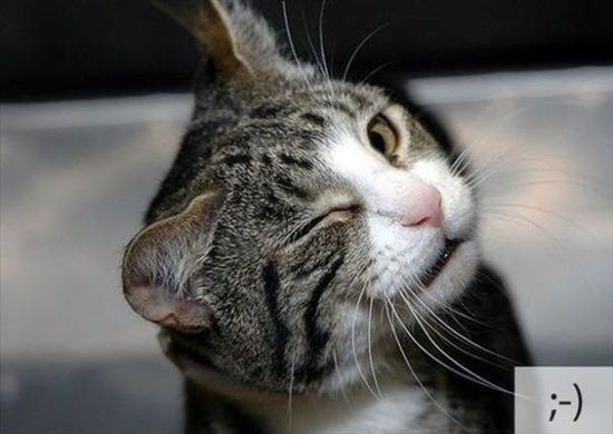 23 Emoticon Lucu Berdasarkan Wajah Kucing 23 Emoticon Lucu Berdasarkan Wajah Kucing