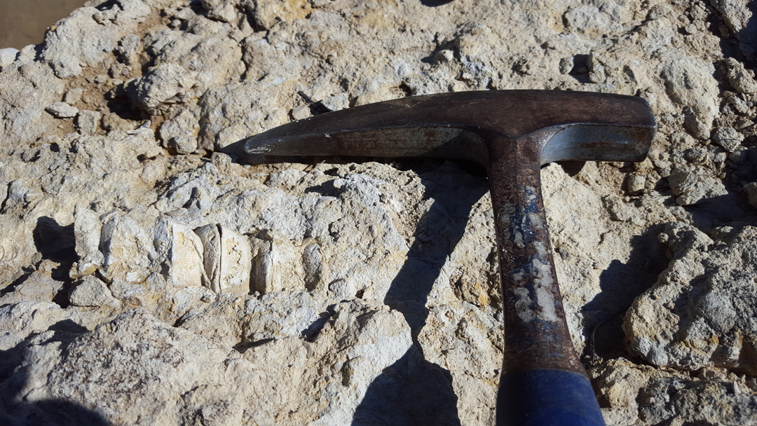 Esoterizona Fossil Hunting in the Texas Hill Country