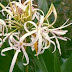 Deskripsi Tumbuhan Bakung (Crinum asiaticum) thumbnail