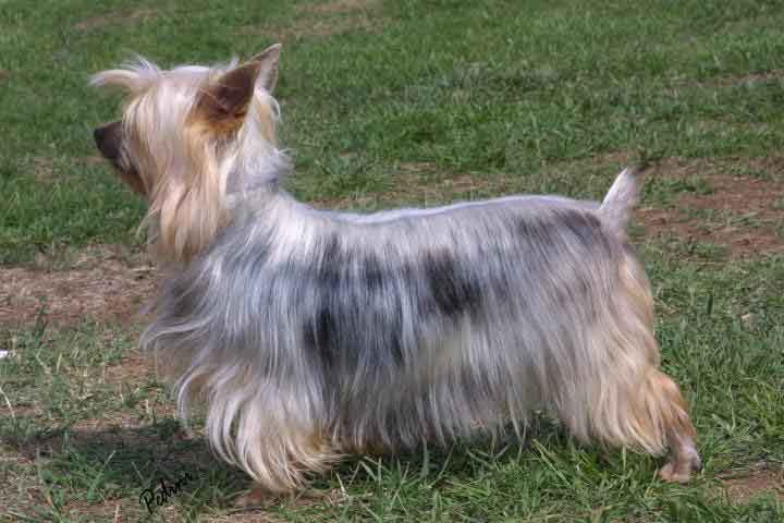 Silver Silky Terrier
