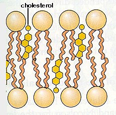 Esteroides colesterol funcion