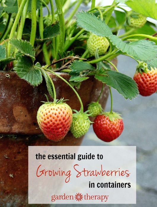 Best DIY Projects Grow sweet organic strawberries anywhere with this