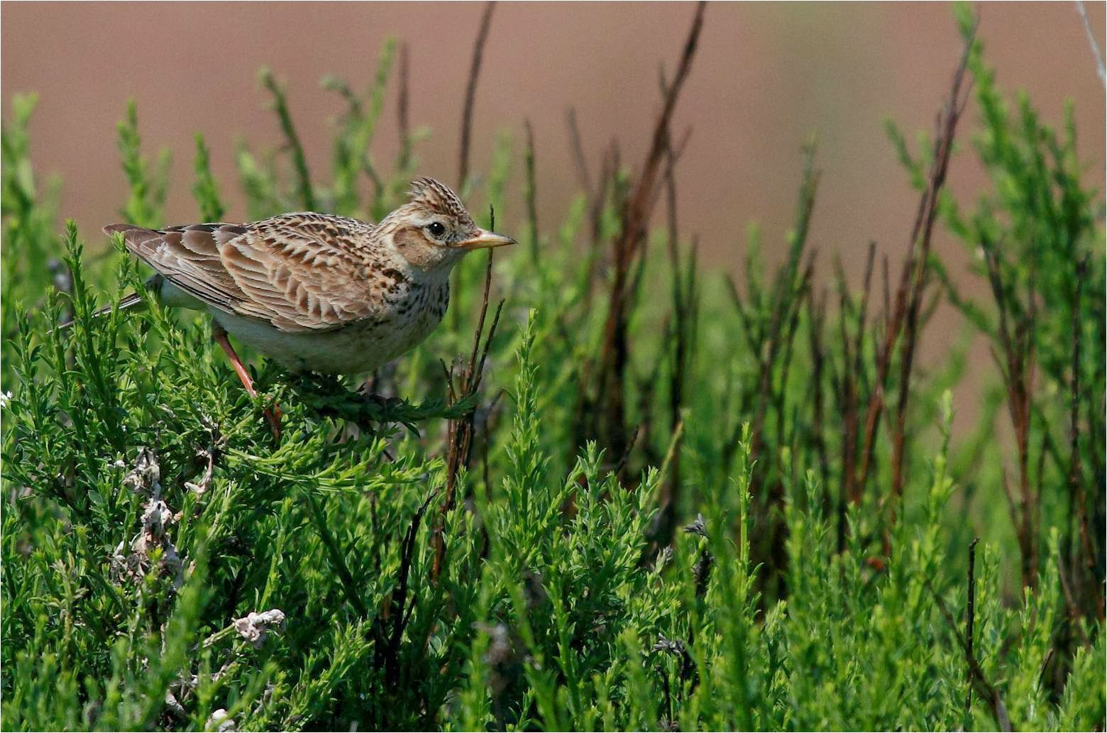 Wanstead Birding Do not disturb breeding skylarks on Wanstead Flats
