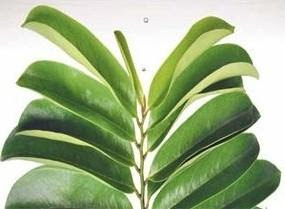 daun sirsak