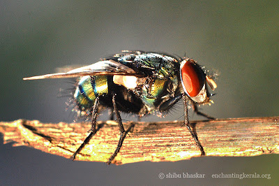 Blue bottle fly shot using our close up filter Blue bottle fly shot using our close up filter