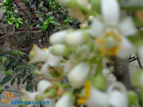 hương hoa bưởi hương hoa bưởi
